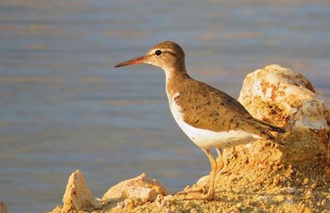 spotted sand piper