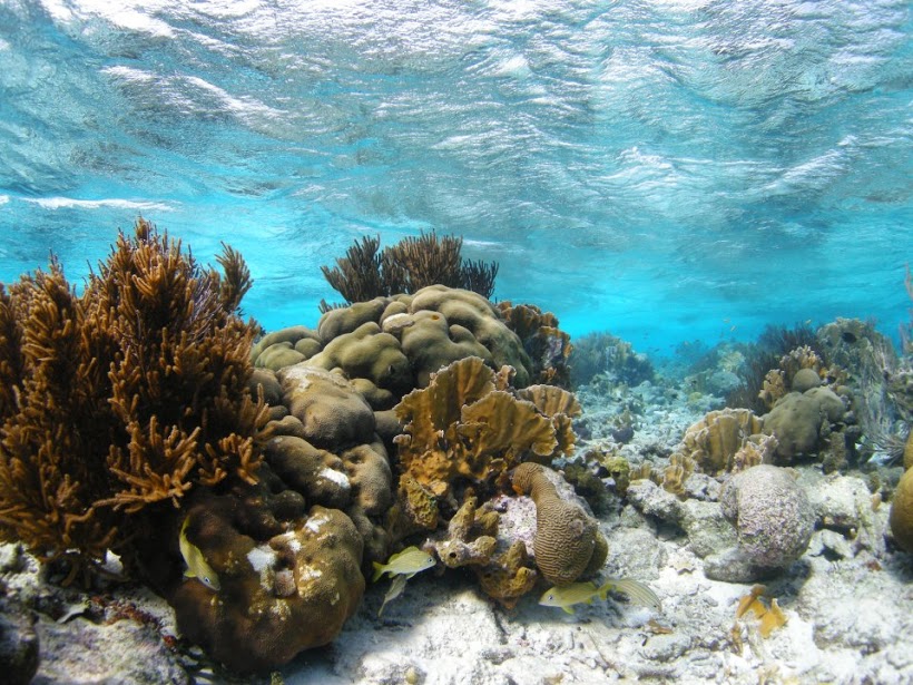 stinapa-bonaire