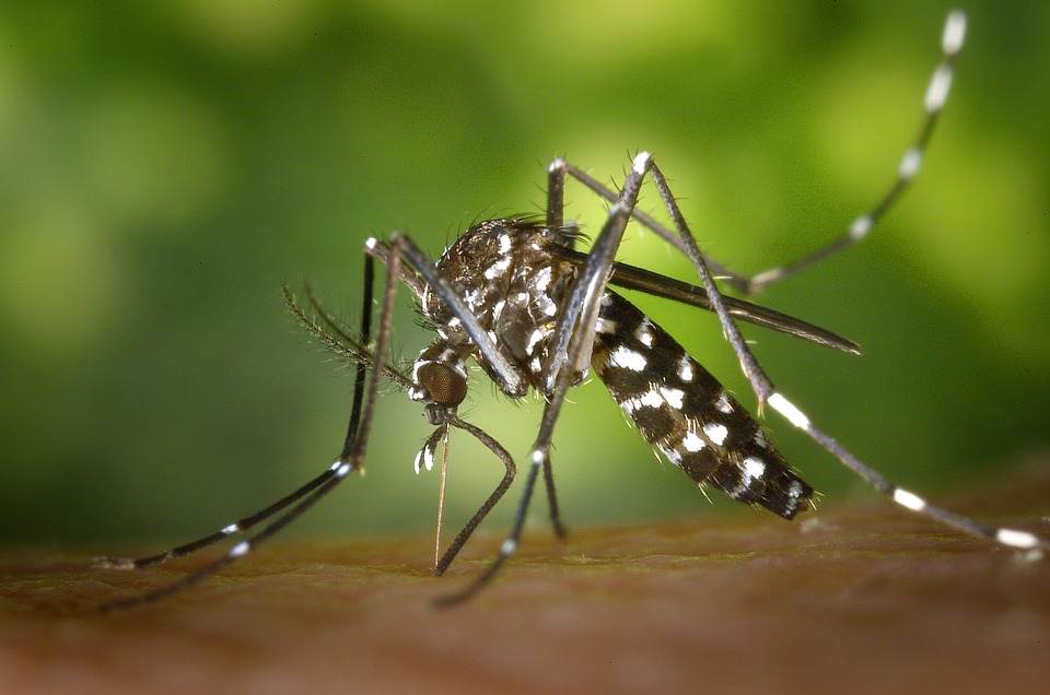 Prikken met nieuw vaccin tegen dengue begonnen in Nederland