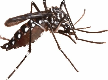 Zika virus Bonaire