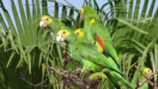 vogels bonaire