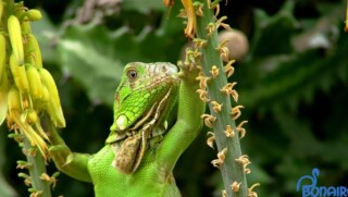 Bijna 1 miljoen euro voor twee natuurprojecten Bonaire en Sint Eustatius