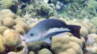 Queen Parrotfish IP_ scarus vetula