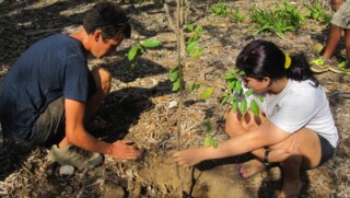 bomen planten op bonaire