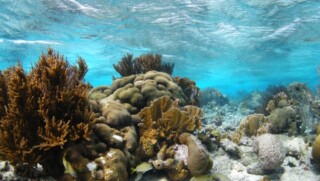 stinapa-bonaire