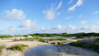 Herstel van stranden, duinen en mangroven