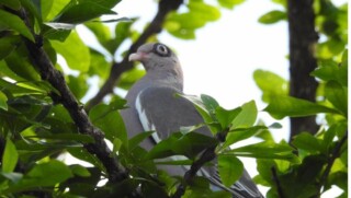 Vogels tellen in je achtertuin