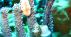 Koraalriffen bedreigd door snelle zeespiegelstijging