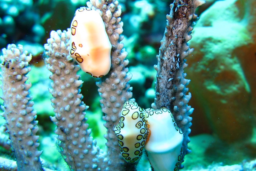 Koraalriffen bedreigd door snelle zeespiegelstijging
