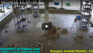 Animal Shelter Bonaire