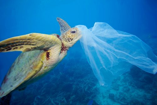 Zeeschildpad met plastic tas ©Roy Mayne, WWF