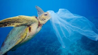 Zeeschildpad met plastic tas ©Roy Mayne, WWF