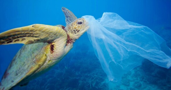 Zeeschildpad met plastic tas ©Roy Mayne, WWF