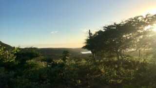 DCNA: Ingrijpen om natuur te redden op Bonaire, Statia en Saba noodzakelijk