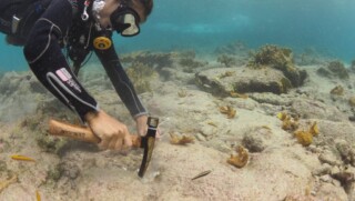 Meer dan 750 Elkhorn koralen geplant door Reef Renewal bij Oil Slick Leap