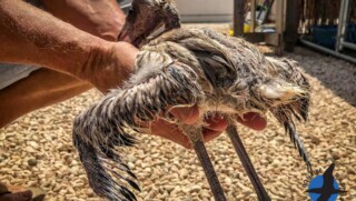 Bonaire's Wild Bird Rehab slaat alarm, opvang overvol jonge flamingo's