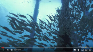 Duiken onder de Salt Pier op Bonaire