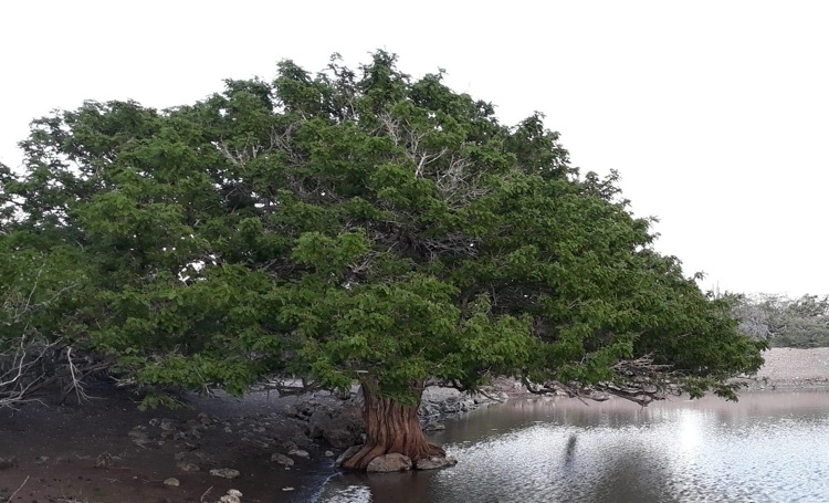 Bomen van Bonaire: Palu di Taki (Geoffroea Spinosa) 