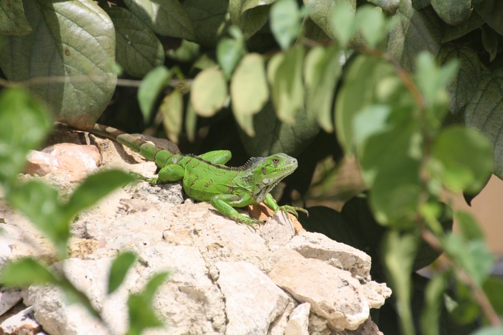 iguana bonaire