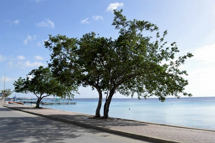 Bomen van Bonaire: Mangel Blanku (Cono Carpus Erectus)