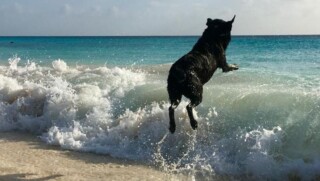 HONDENVERBOD OP VERSCHILLENDE BONAIRIAANSE STRANDEN