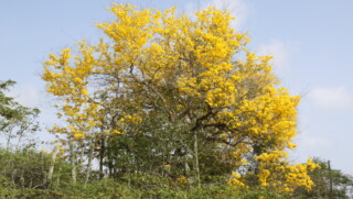 Bomen van Bonaire: Kibrahacha (Tabebuia billbergii)