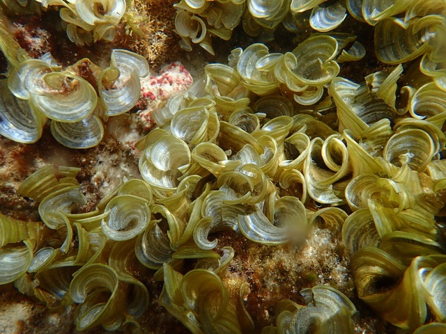 Het belang van zeewier voor de biodiversiteit van Bonaire