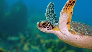 Aantallen groene zeeschildpadden en karetschildpadden westkust Bonaire stabiel