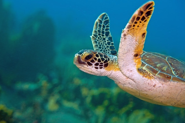 Aantallen groene zeeschildpadden en karetschildpadden westkust Bonaire stabiel