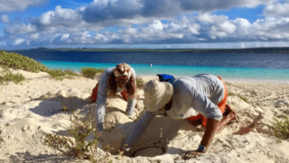 Sea Turtle Conservation Bonaire start weer met presentatie over zeeschildpadden