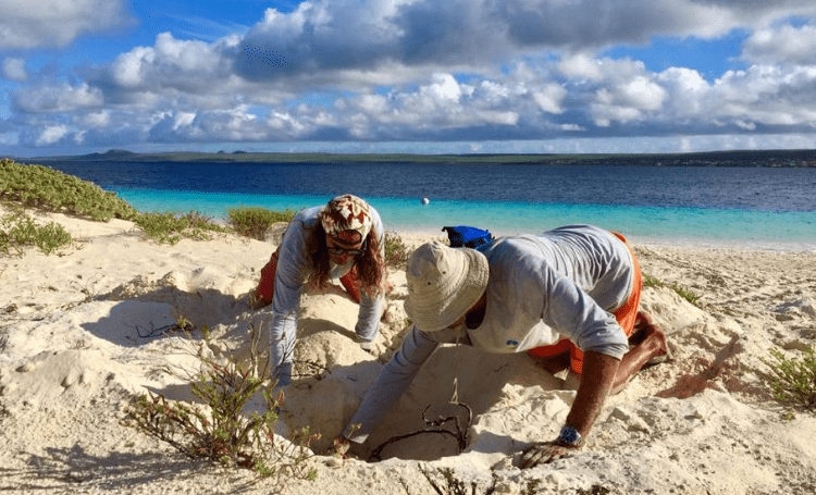 Sea Turtle Conservation Bonaire start weer met presentatie over zeeschildpadden