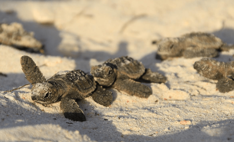 Honderdste nest met zeeschildpadden komt uit op Bonaire