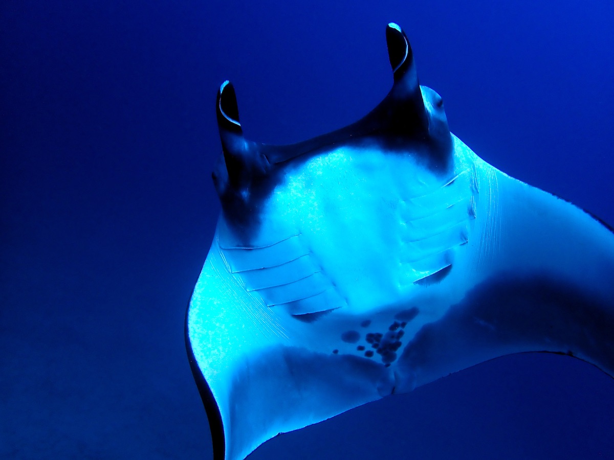 Veel mensen hopen een manta rondom Bonaire te spotten. 