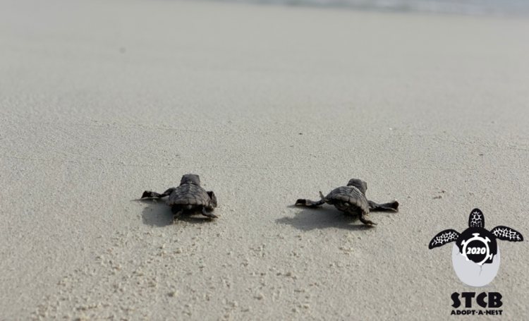 STCB telde 113 zeeschildpaddennesten rond Bonaire en Klein Bonaire in 2020