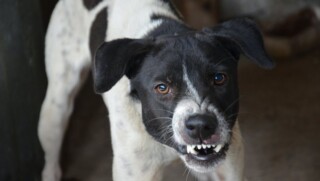 Politieagent schiet agressieve hond neer