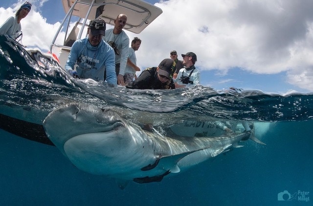 Haaienonderzoek rondom Sint-Maarten
