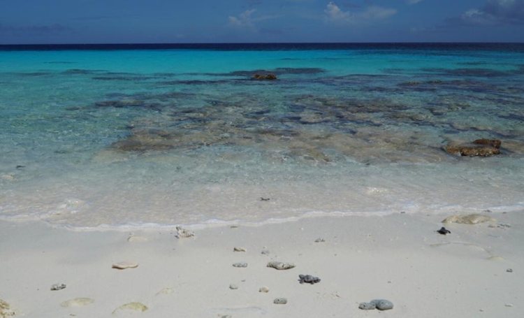 Eerste zeeschildpadden van het seizoen uitgekomen op Klein Bonaire