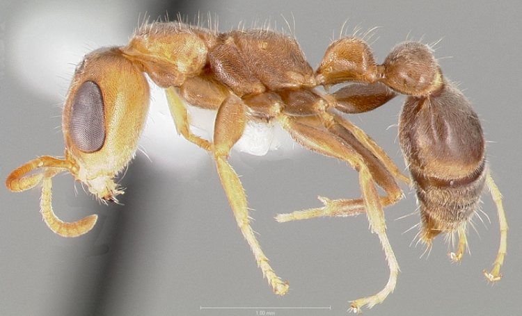 Biologen vinden nieuwe miersoorten op de eilanden in het Koninkrijk