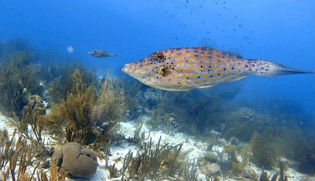 Duiken en snorkelen op Bonaire: Margate Bay