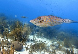Duiken en snorkelen op Bonaire: Margate Bay
