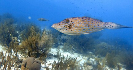 Duiken en snorkelen op Bonaire: Margate Bay