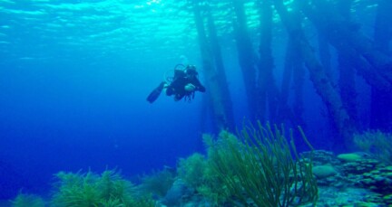 Duiken en snorkelen op Bonaire: Salt Pier of Zoutpier