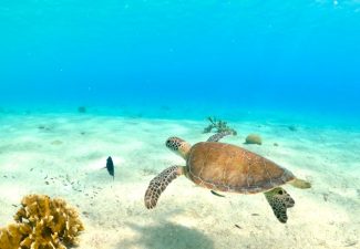 Sea Turtle Conservation Bonaire heeft drukke week achter de rug