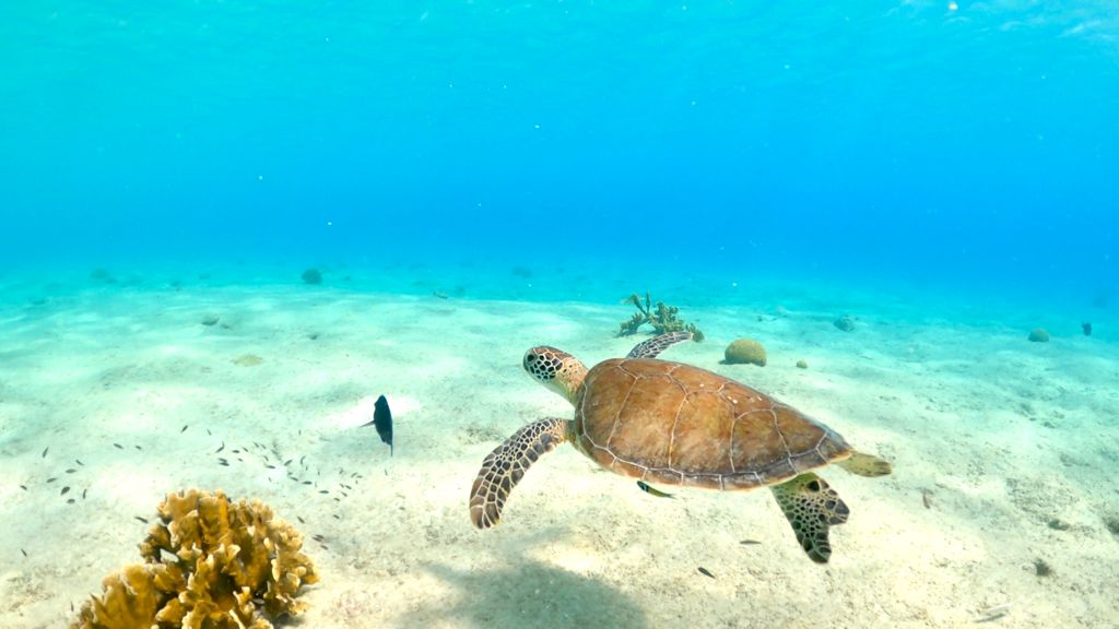 Sea Turtle Conservation Bonaire heeft drukke week achter de rug