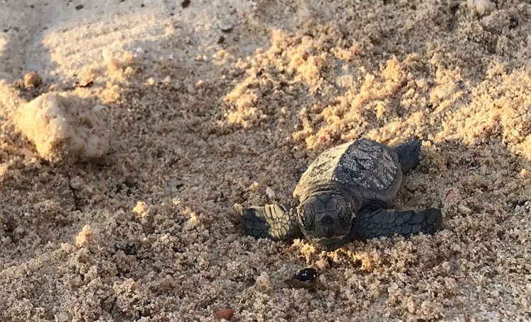 Drie zeeschildpadden nesten op strand van Harbour Village Resort