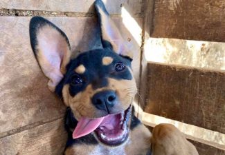 FKK Animal Rescue overvallen door nieuwe regelgeving adoptiehonden