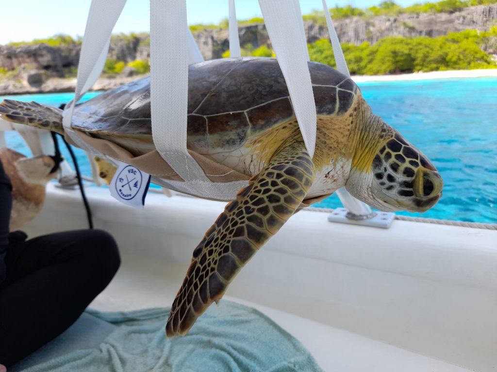 Sea Turtle Conservation Bonaire brengt zeeschildpadden in kaart