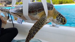 Sea Turtle Conservation Bonaire brengt zeeschildpadden in kaart