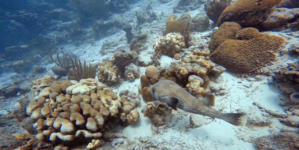 Duiken en snorkelen op Bonaire: Cliff en La Machaca