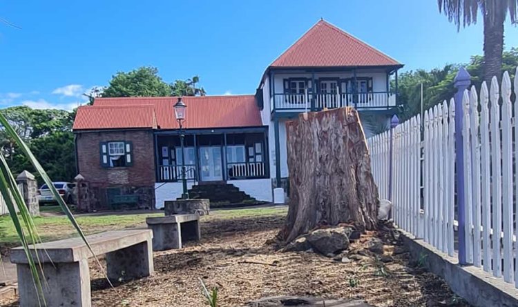 Veel inwoners Sint-Eustatius geschokt over omzagen eeuwenoude boom 